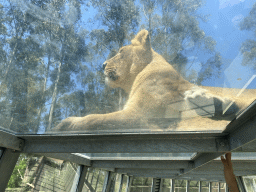 Asiatic Lion at the Zoo Santo Inácio, viewed from the Asiatic Lions Tunnel