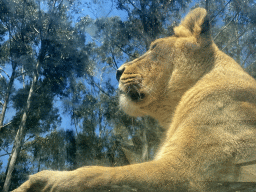 Asiatic Lion at the Zoo Santo Inácio, viewed from the Asiatic Lions Tunnel