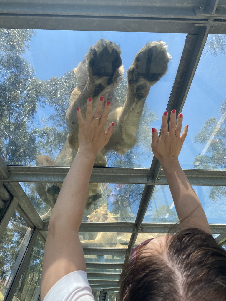 Miaomiao at the Asiatic Lions Tunnel at the Zoo Santo Inácio, with a view on an Asiatic Lion