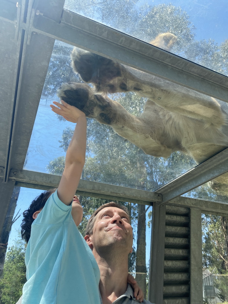 Tim and Max at the Asiatic Lions Tunnel at the Zoo Santo Inácio, with a view on an Asiatic Lion