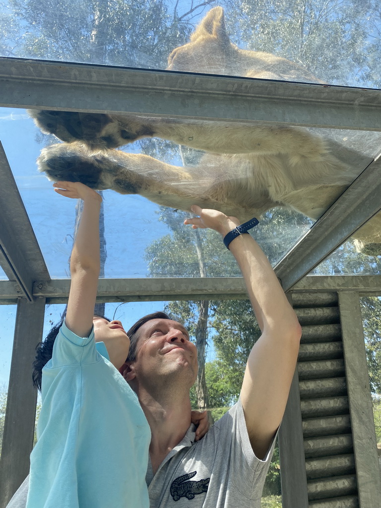 Tim and Max at the Asiatic Lions Tunnel at the Zoo Santo Inácio, with a view on an Asiatic Lion