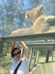 Miaomiao at the Asiatic Lions Tunnel at the Zoo Santo Inácio, with a view on an Asiatic Lion