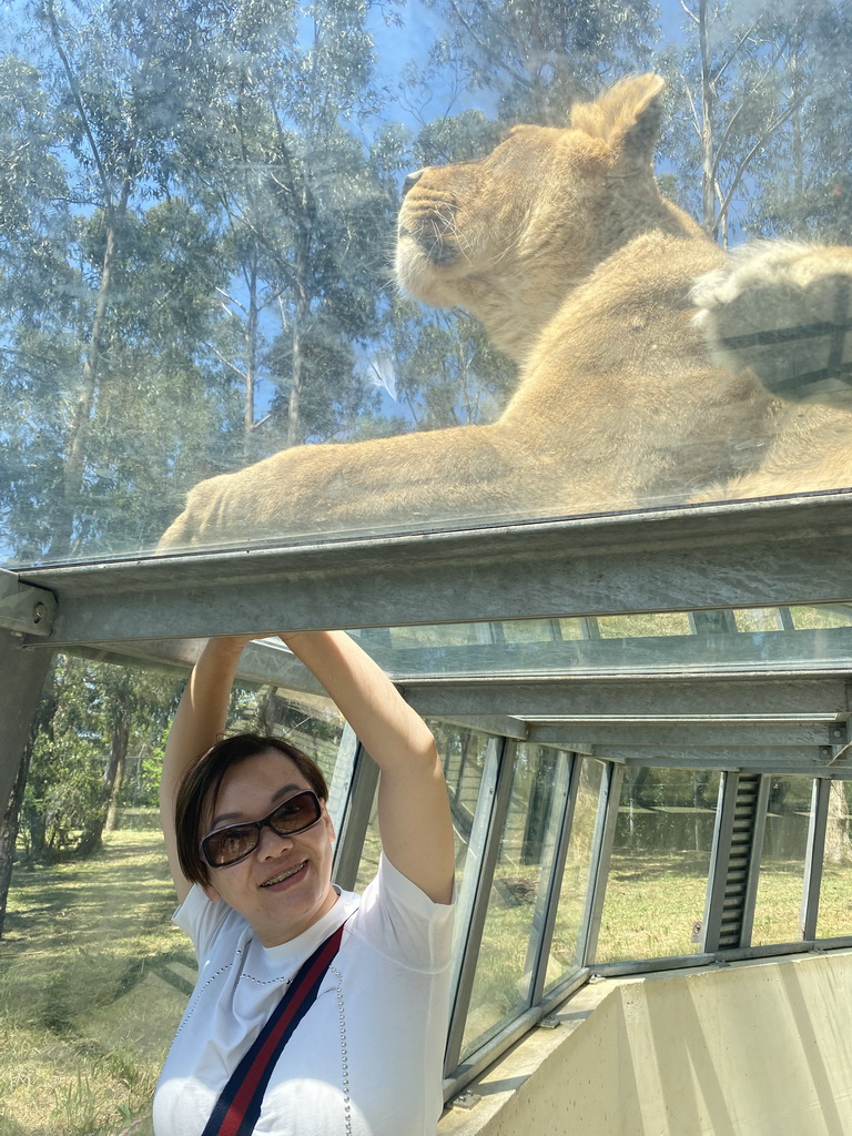 Miaomiao at the Asiatic Lions Tunnel at the Zoo Santo Inácio, with a view on an Asiatic Lion