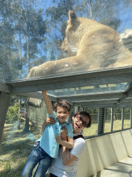 Miaomiao and Max at the Asiatic Lions Tunnel at the Zoo Santo Inácio, with a view on an Asiatic Lion