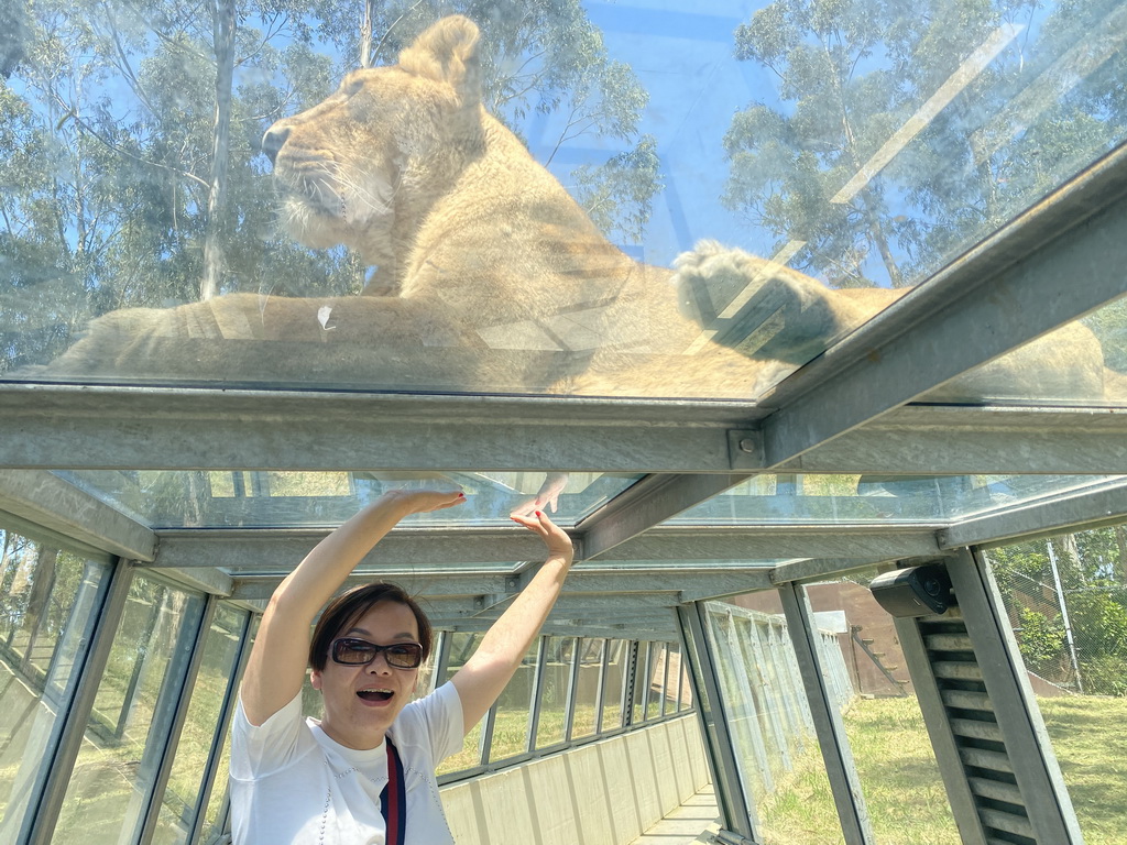 Miaomiao at the Asiatic Lions Tunnel at the Zoo Santo Inácio, with a view on an Asiatic Lion