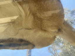 Butt of an Asiatic Lion at the Zoo Santo Inácio, viewed from the Asiatic Lions Tunnel