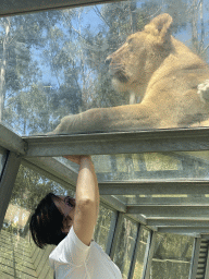 Miaomiao at the Asiatic Lions Tunnel at the Zoo Santo Inácio, with a view on an Asiatic Lion