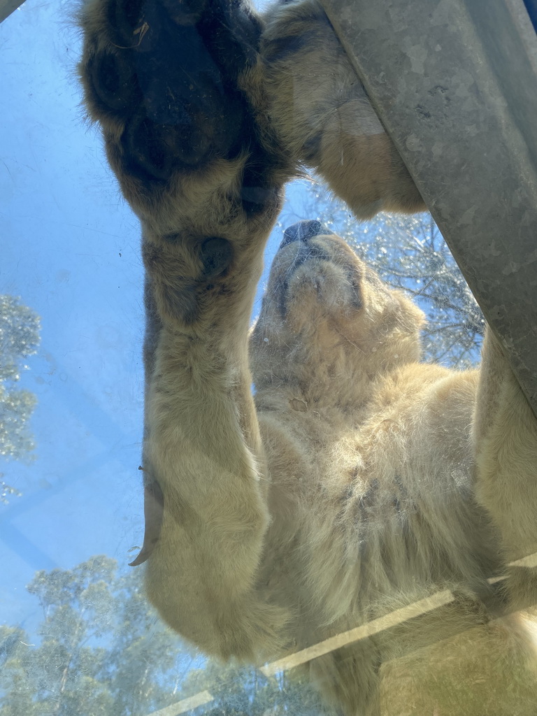 Asiatic Lion at the Zoo Santo Inácio, viewed from the Asiatic Lions Tunnel