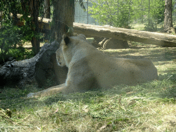 Asiatic Lion at the Zoo Santo Inácio, viewed from the Asiatic Lions Tunnel