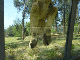 Asiatic Lion at the Zoo Santo Inácio, viewed from the Asiatic Lions Tunnel