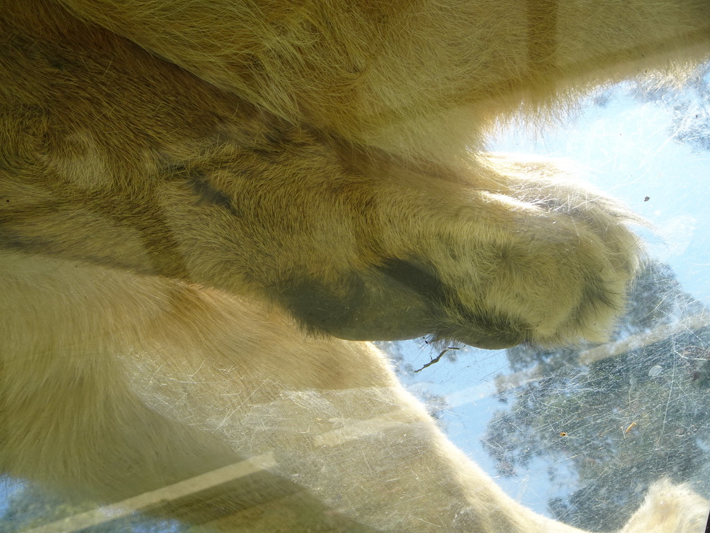 Paw of an Asiatic Lion at the Zoo Santo Inácio, viewed from the Asiatic Lions Tunnel