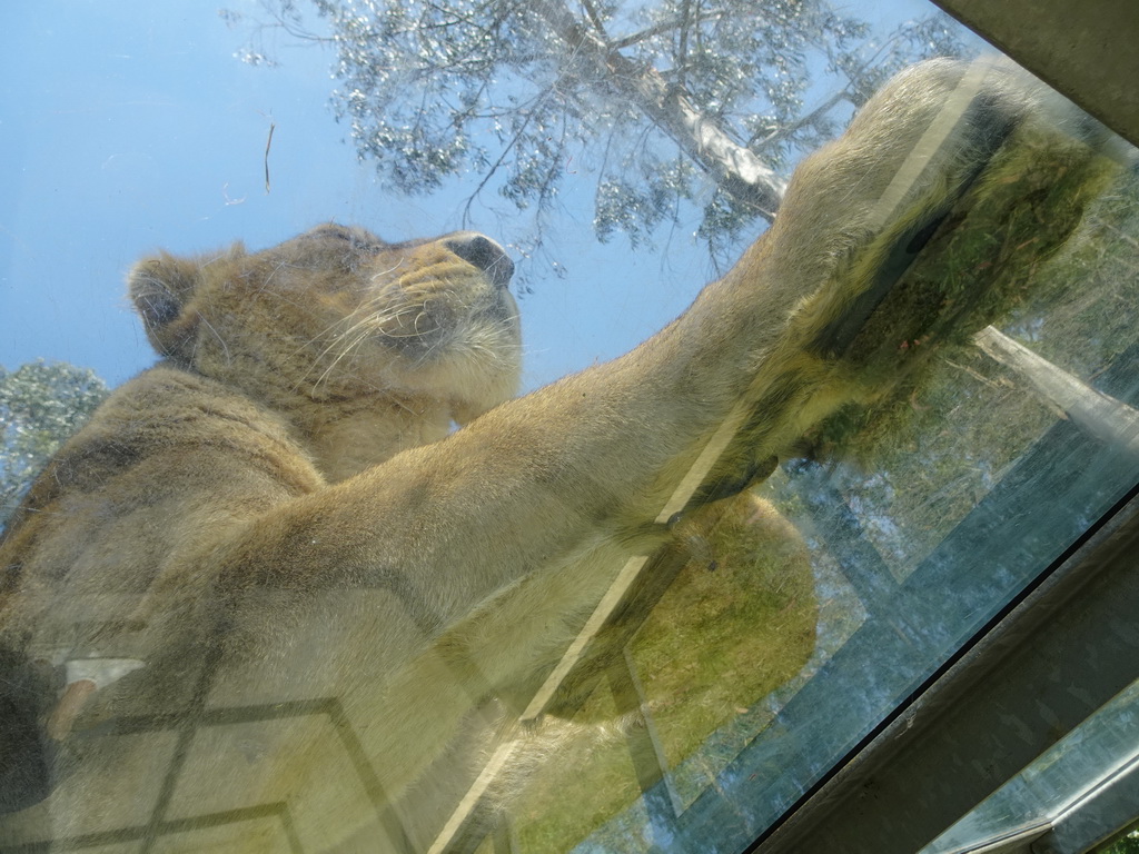 Asiatic Lion at the Zoo Santo Inácio, viewed from the Asiatic Lions Tunnel