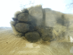 Paw of an Asiatic Lion at the Zoo Santo Inácio, viewed from the Asiatic Lions Tunnel