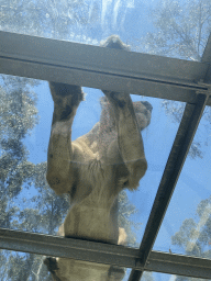 Asiatic Lion at the Zoo Santo Inácio, viewed from the Asiatic Lions Tunnel