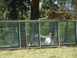 Miaomiao and Max at the Asiatic Lions Tunnel at the Zoo Santo Inácio, with a view on an Asiatic Lion