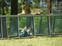 Miaomiao and Max at the Asiatic Lions Tunnel at the Zoo Santo Inácio, with a view on an Asiatic Lion