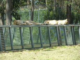 Asiatic Lions on top of the Asiatic Lions Tunnel at the Zoo Santo Inácio