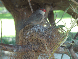 Bird on top of a nest at the Zoo Santo Inácio