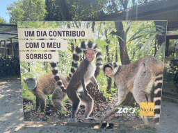 Tim and Max with a cardboard with Ring-tailed Lemurs at the Zoo Santo Inácio