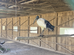 Sacred Ibis at the Zoo Santo Inácio