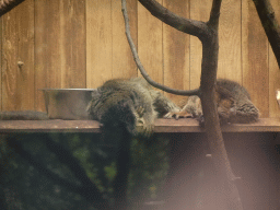 Emperor Tamarins at the Zoo Santo Inácio