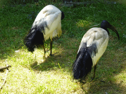 Sacred Ibises at the Zoo Santo Inácio