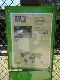 Explanation on the Sacred Ibis at the Zoo Santo Inácio
