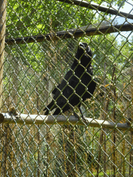 Common Raven at the Zoo Santo Inácio