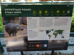 Explanation on the Pygmy Hippopotamus at the Zoo Santo Inácio