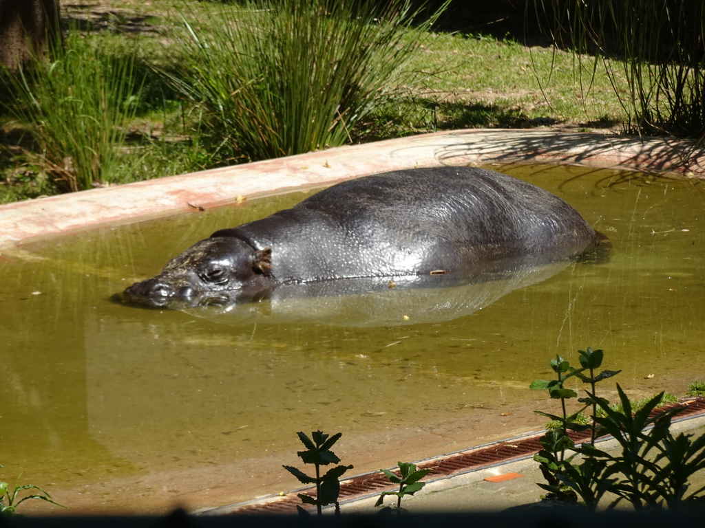 Pygmy Hippopotamus at the Zoo Santo Inácio