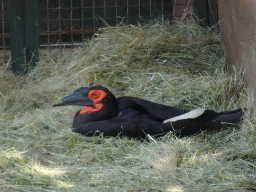 African Ground Hornbill at the Zoo Santo Inácio