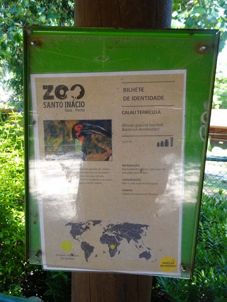 Explanation on the African Ground Hornbill at the Zoo Santo Inácio