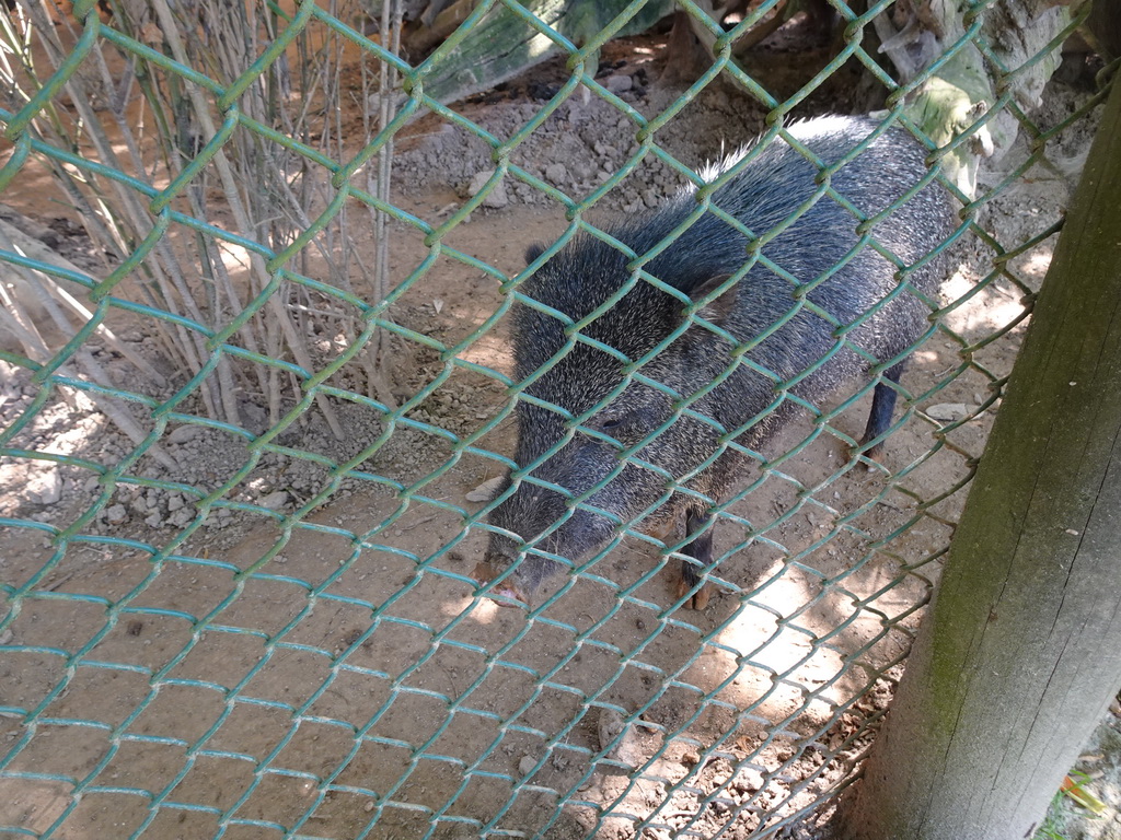 Swine at the Zoo Santo Inácio