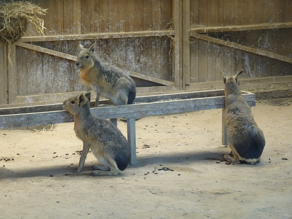 Patagonian Maras at the Zoo Santo Inácio