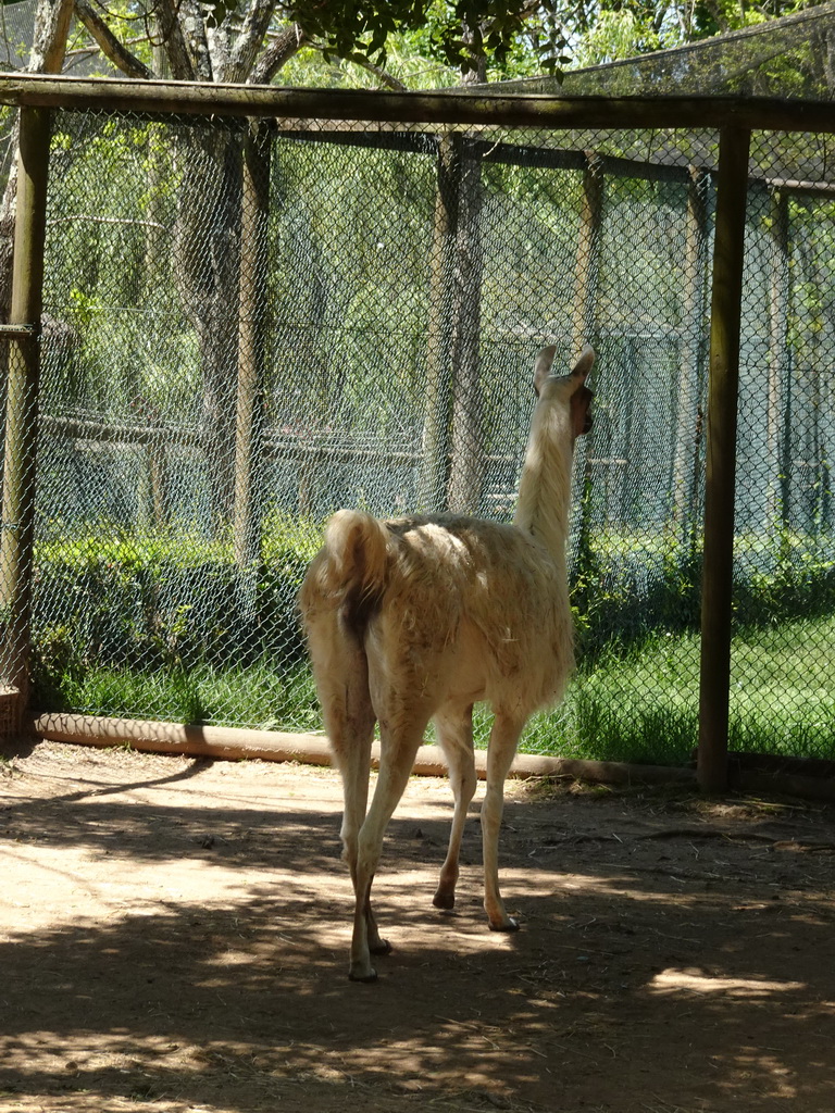Llama at the Zoo Santo Inácio