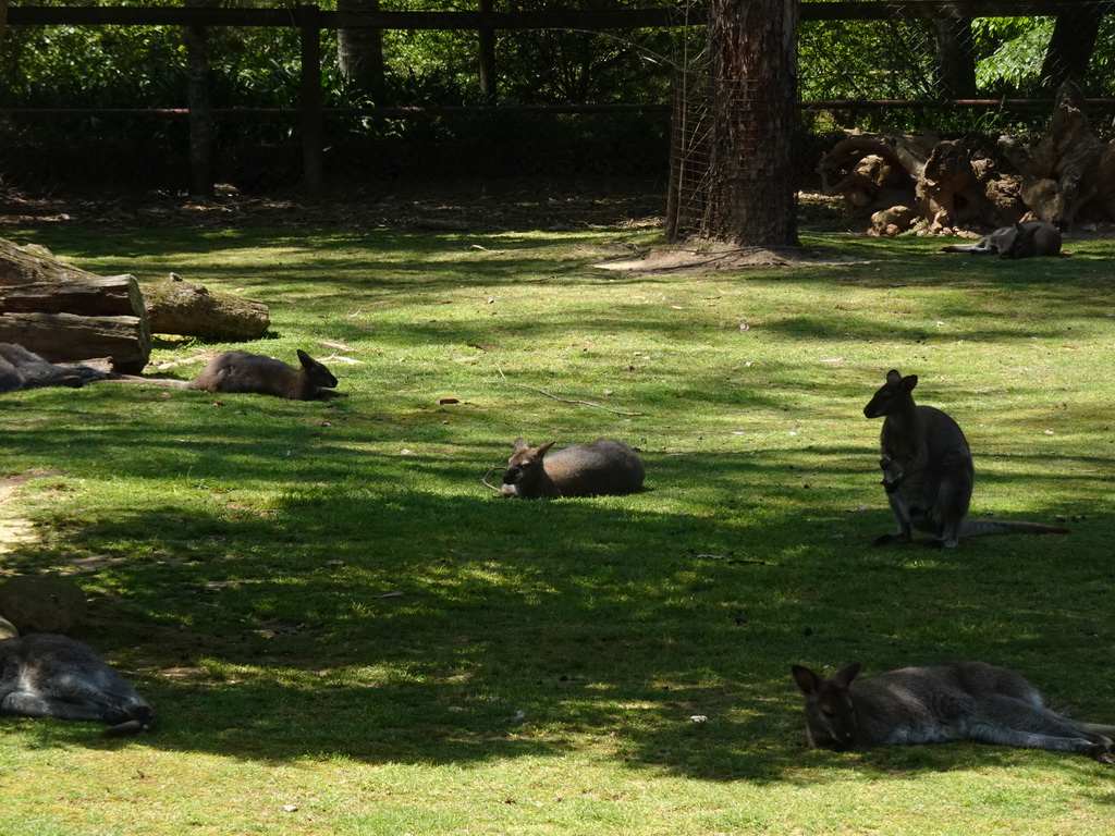 Wallabies at the Zoo Santo Inácio