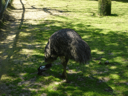 Emu at the Zoo Santo Inácio