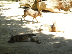 Patagonian Maras at the Zoo Santo Inácio