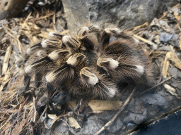 Brazilian Whiteknee Tarantula at the Nightlife building at the Zoo Santo Inácio