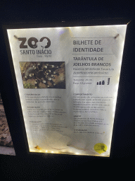 Explanation on the Brazilian Whiteknee Tarantula at the Nightlife building at the Zoo Santo Inácio