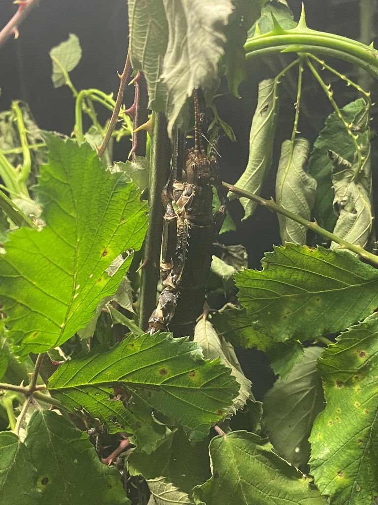 Giant Spiny Stick Insect at the Nightlife building at the Zoo Santo Inácio