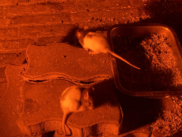Brown Rats at the Nightlife building at the Zoo Santo Inácio