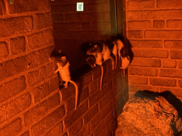 Brown Rats at the Nightlife building at the Zoo Santo Inácio