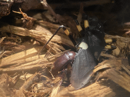 Two-spotted Assassin Bug at the Nightlife building at the Zoo Santo Inácio