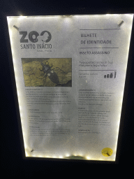 Explanation on the Two-spotted Assassin Bug at the Nightlife building at the Zoo Santo Inácio