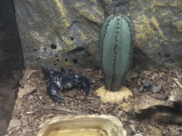 Asiatic Scorpion at the Nightlife building at the Zoo Santo Inácio