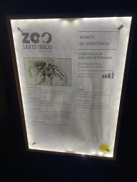 Explanation on the Redknee Tarantula at the Nightlife building at the Zoo Santo Inácio
