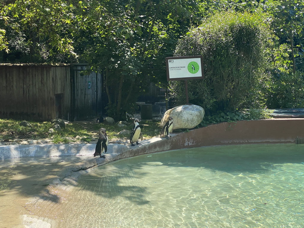 Penguins at the Zoo Santo Inácio