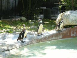 Penguins at the Zoo Santo Inácio