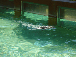 Penguin swimming at the Zoo Santo Inácio
